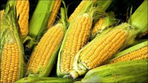 аллергия на кукурузу