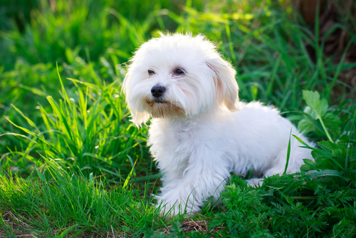 мальтийская болонка - гипоаллергенная порода собак